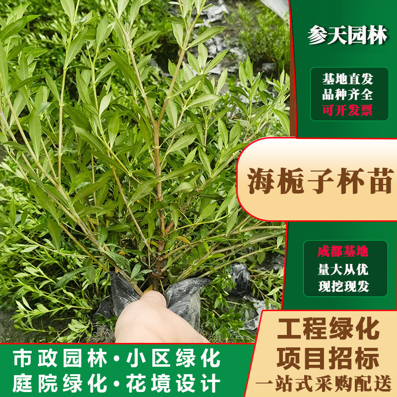 四川重庆贵州小栀子30高度小栀子40高度小栀子25高度小栀子50高度