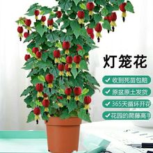 灯笼花四季开花爬藤植物四季花卉常青室内庭院阳台观花绿植盆栽