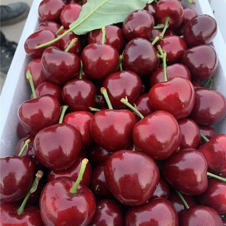 当季现货山东烟台美早大樱桃孕妇新鲜水果国产车厘子3斤整箱包邮