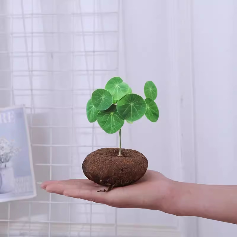 水培植物山乌龟金不换室内桌面圆叶盆栽懒人爬藤观叶好养绿植