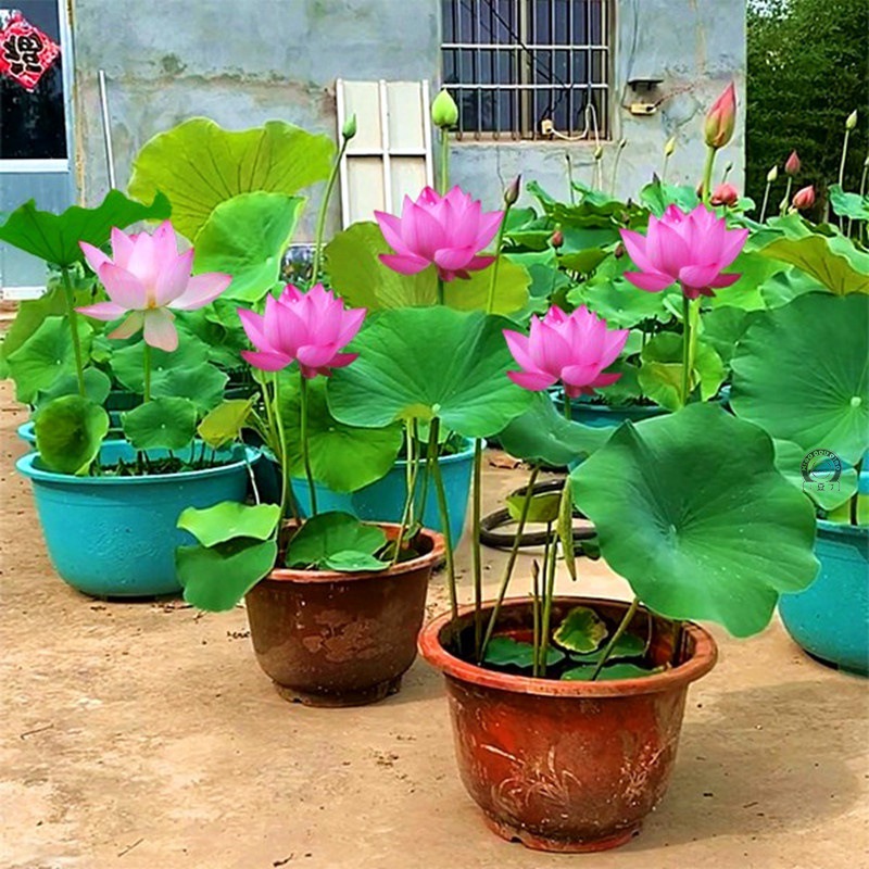 莲藕种根苗荷花苗盆栽水养莲花大型食用池塘观赏睡莲水培碗莲