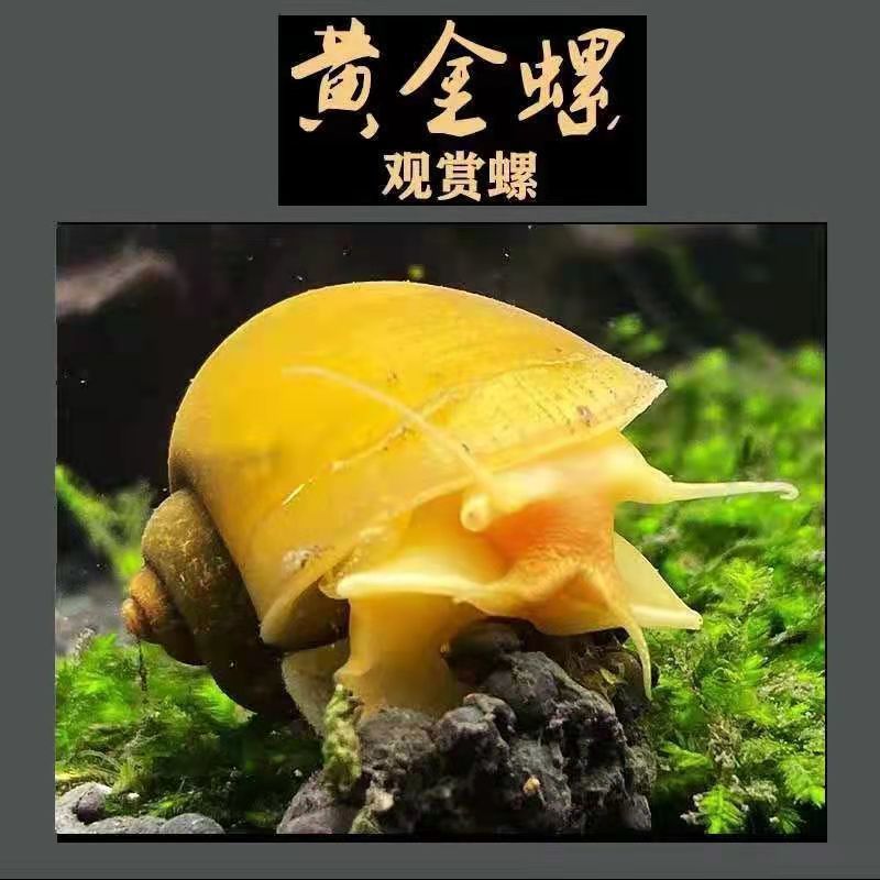 绿藻黄金螺大号净化水质批发活体清洁鲜活观赏螺吃鱼屎鱼缸除草