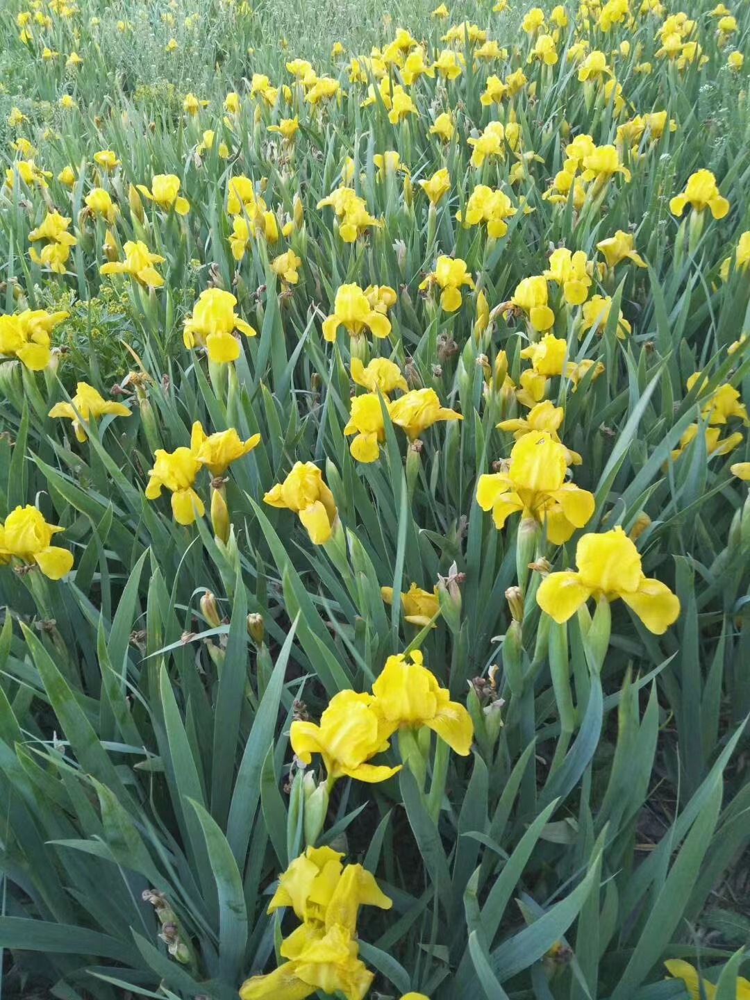 金娃娃鸢尾花 鸢尾苗盆栽地栽庭院阳台当年开花大花萱草