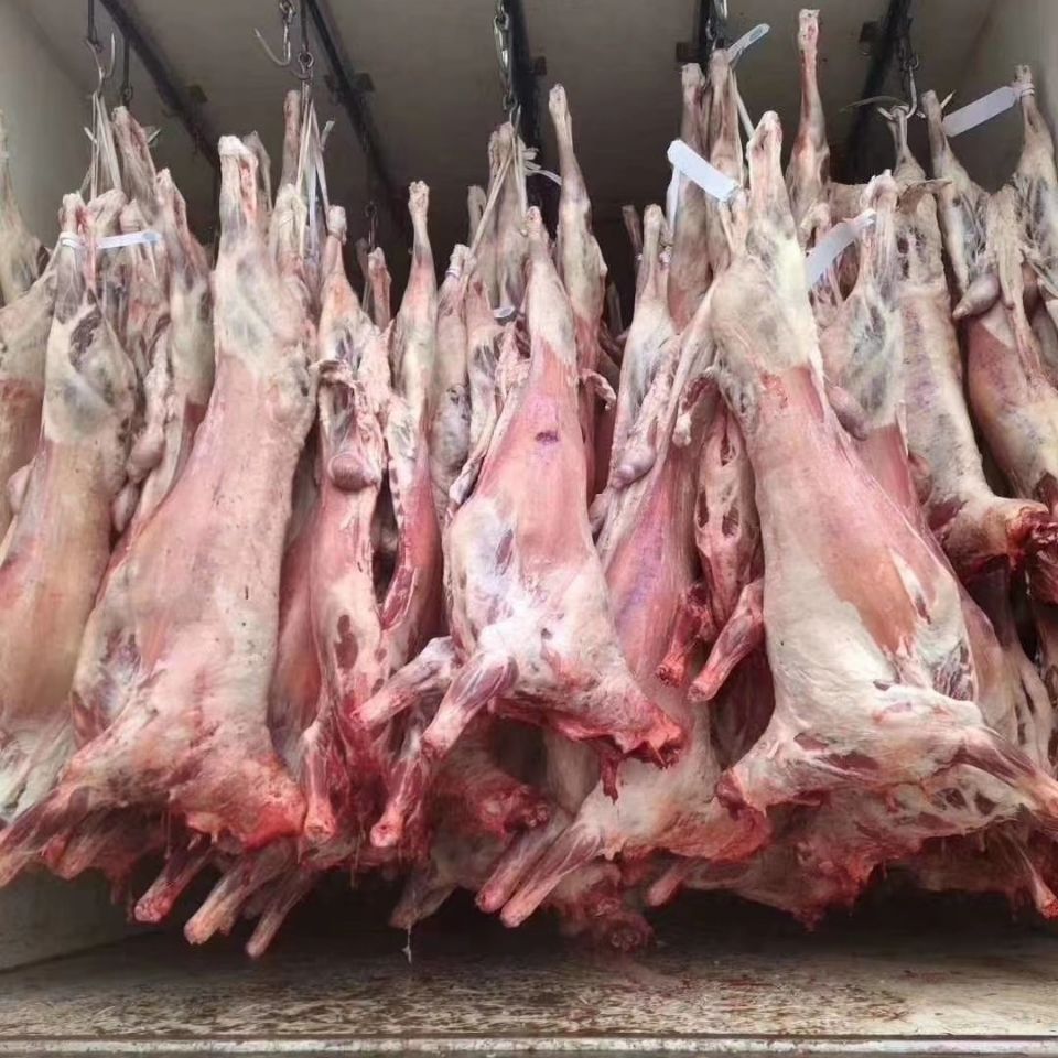 烤全羊羔羊全羊绵羊新鲜鲜冻白条羊羊肉批发零售10斤/15斤/20斤
