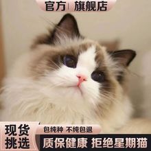 布偶猫幼猫纯种活体活物海双蓝双赛级仙女猫幼崽波斯系长毛宠物猫