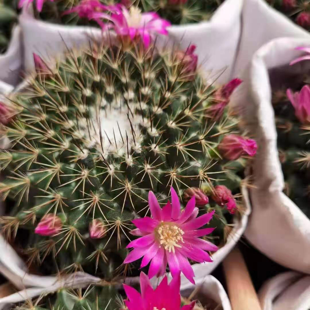 【基地直供】家居植物花卉盆栽 仙人球多肉植物盆栽 紫光殿