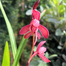 04同款货源德芳兰业旗舰店天猫年销花 兰花苗惠兰满堂红四季浓香