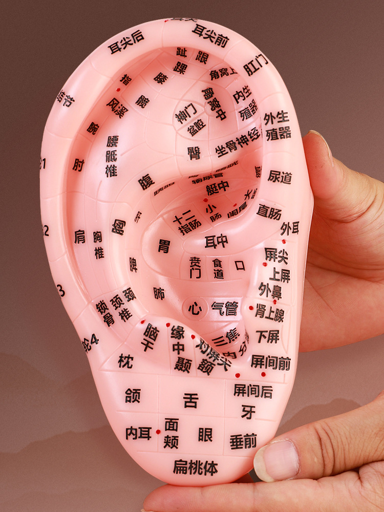 耳穴模型耳模型耳朵耳部反射区按摩穴位清晰刻字中医参考大号17cm