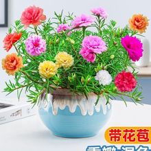 重瓣太阳花苗宿根植物绿植花卉盆栽四季开花带花苞客厅阳台庭院