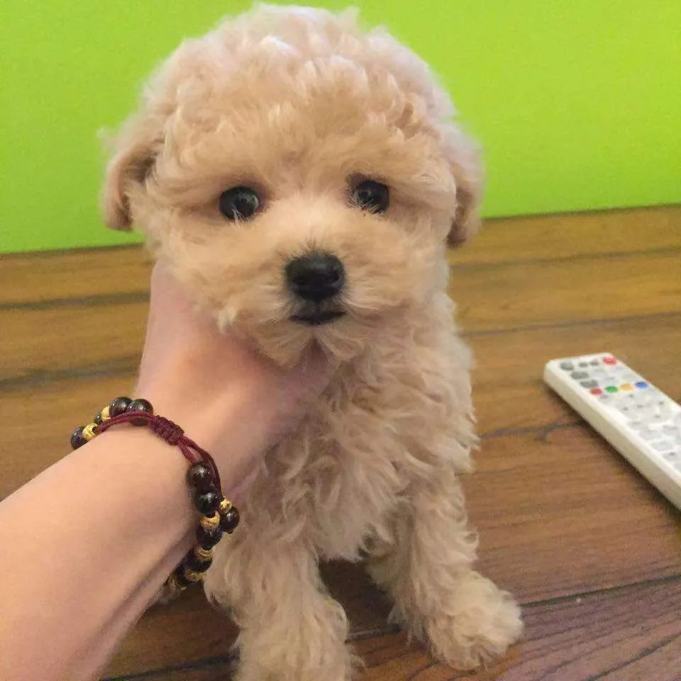 纯种泰迪飞耳灰色泰迪小体棕色酒红色黑色贵宾犬可爱活物宠物狗狗