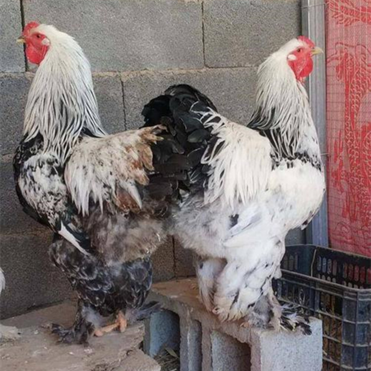 婆罗门鸡苗 大体型梵天观赏鸡活鸡活苗活小鸡仔婆罗门鸡受精蛋