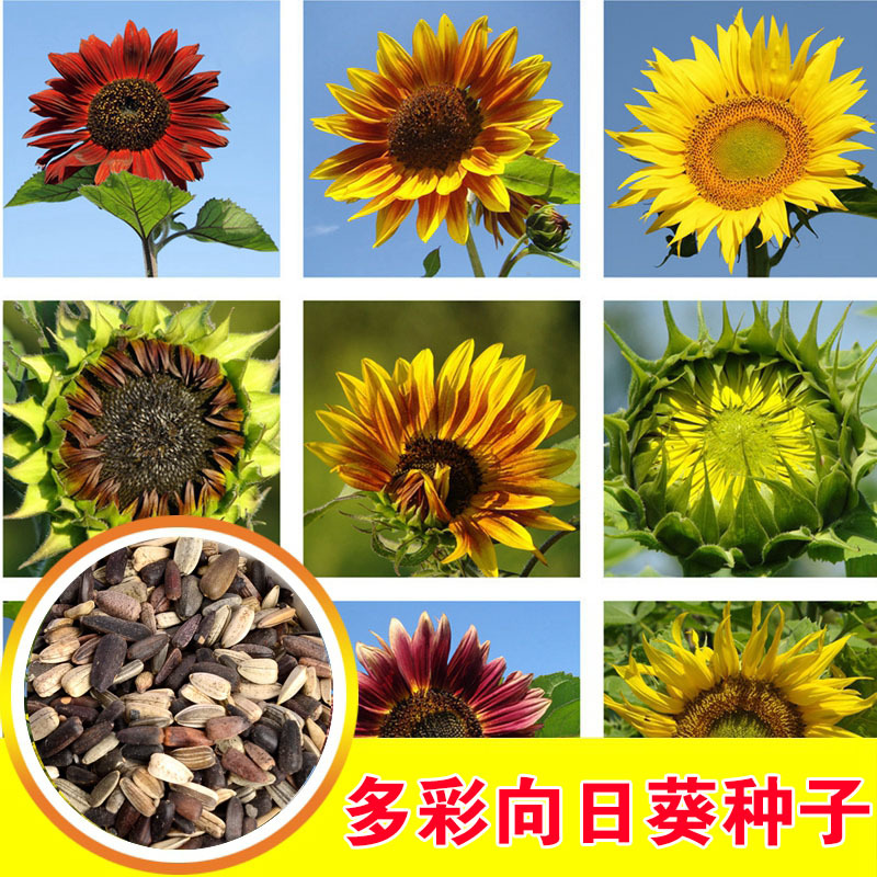 春天花卉种子