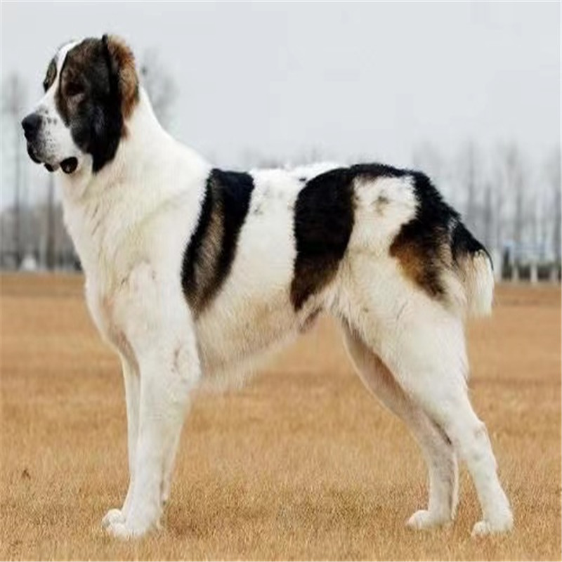 出售精品中亚牧羊犬活体幼犬大头版大骨架纯种双血统疫苗齐全猛犬