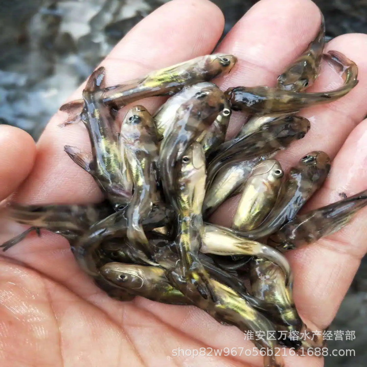 杂交黄颡鱼全国包邮黄颡鱼怎样养殖 基地发货包成活率