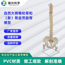 自然大脊椎枕骨和（新）骨盆带股骨模型 人体脊椎模型