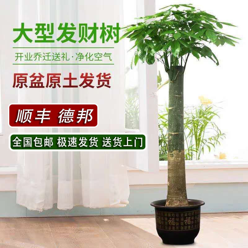 步步高发财树大盆栽客厅办公室大型植物净化空气绿植招财开业送礼