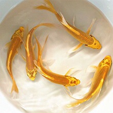 冷水鱼淡水观赏鱼日本锦鲤蝴蝶鲤金鱼和金小型淡水好养红鲤鱼纯种