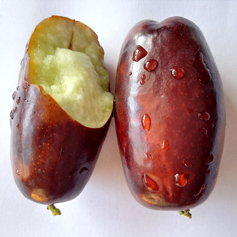 【礼盒装】宁夏灵武长枣现摘现发大脆枣当季新鲜水果冬枣整箱枣子