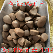新采油茶种子 红花大果油茶种子 软枝油茶种子茶花油茶树种籽