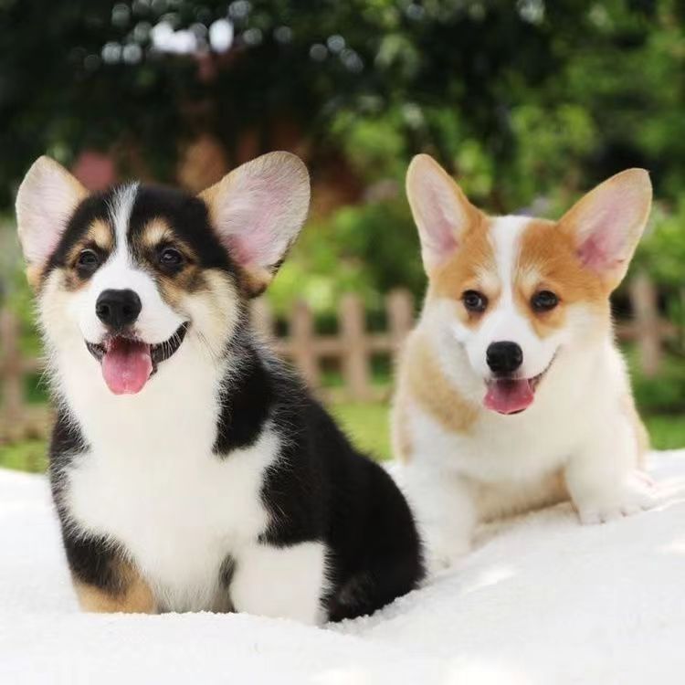 纯种柯基幼犬活体柯基宠物犬宠物狗三通双色三色柯基小型犬小狗狗