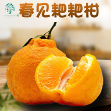 四川春见耙耙柑 8斤甜橘子当季新鲜水果直发桔子丹棱浦江一件代发