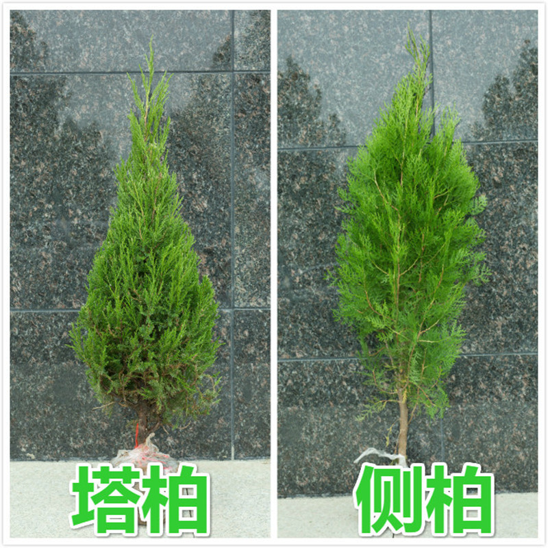 风景柏树苗植物大型侧柏苗陵园宝塔松绿植松树崖柏扁柏松树苗真树