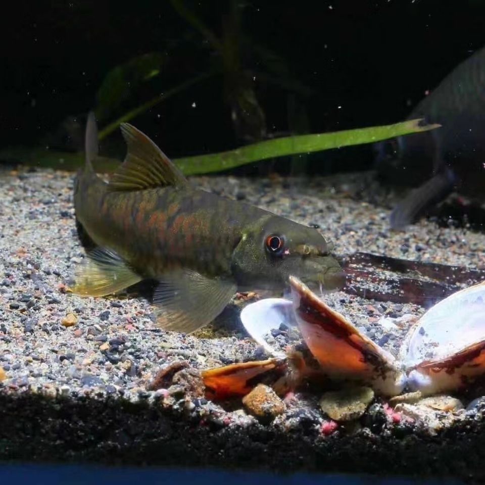 东方墨头鱼原生鱼冷水清道夫鱼缸观赏除澡工具鱼清洁鱼异形鱼