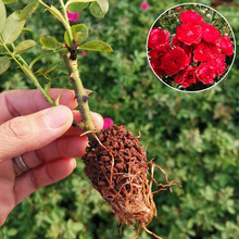 云南基地批发金边玫瑰种苗食用玫瑰花苗阳台庭院观赏大花浓香型