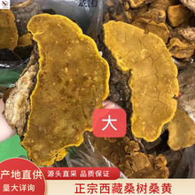 包邮桑黄野生500g吉林长白山整枝礼盒装桑树桑黄灵芝一斤_阿里巴巴找