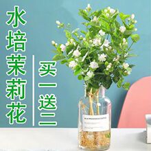 茉莉花水培植物鲜花盆栽客厅绿植办公室内花卉植物四季开花好养活