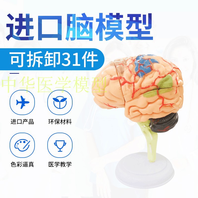 Ld4dmaster 4D Assembled Human Anatomy Model Medical Model Brain Model Brain Structure Model
