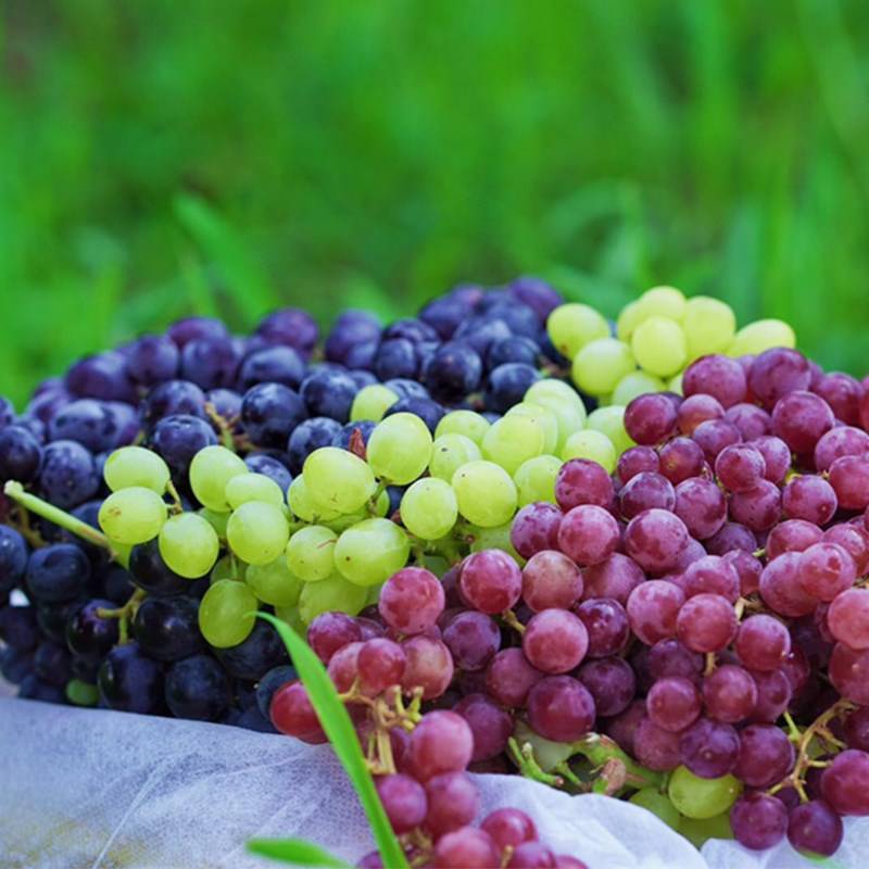 新疆吐鲁番三色葡萄无核紫无核白玻璃翠葡萄三拼净重4斤当季水果5