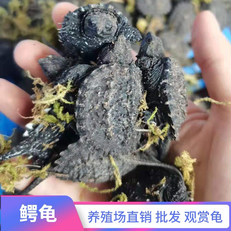 杂佛鳄龟大小鳄龟观赏龟活体宠物养殖场批发