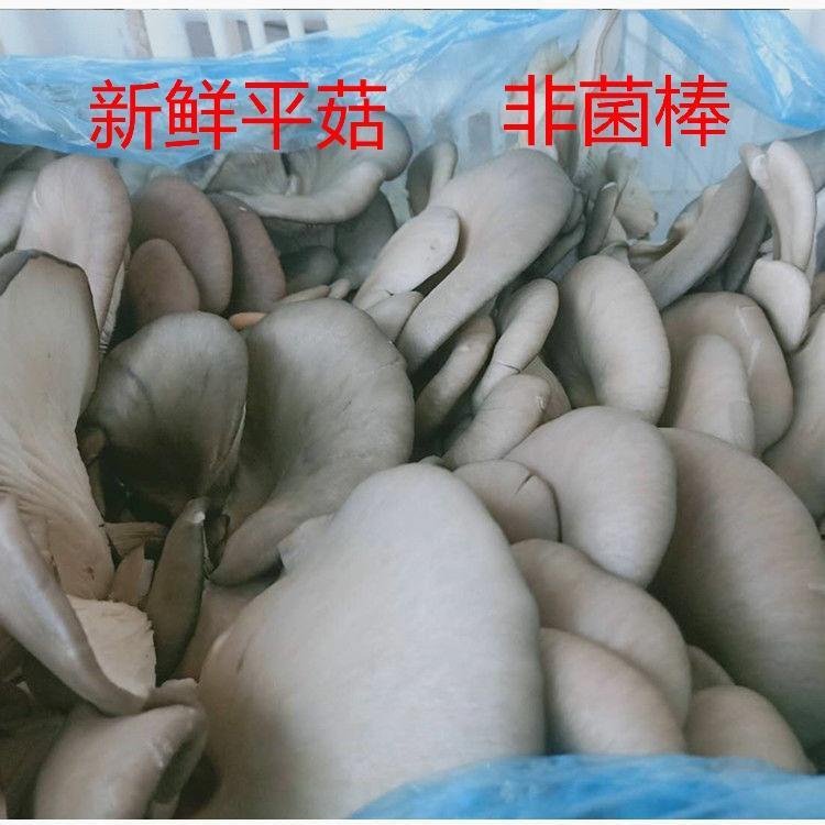 新鲜平菇包邮侧耳蚝菇凤尾菇食用菌基地直发大叶蘑菇新鲜蔬菜