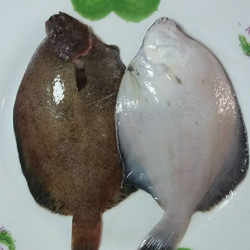 青岛鼓眼鱼鲜活古眼鱼新鲜高眼鱼比目鱼每斤3条海鲜批发