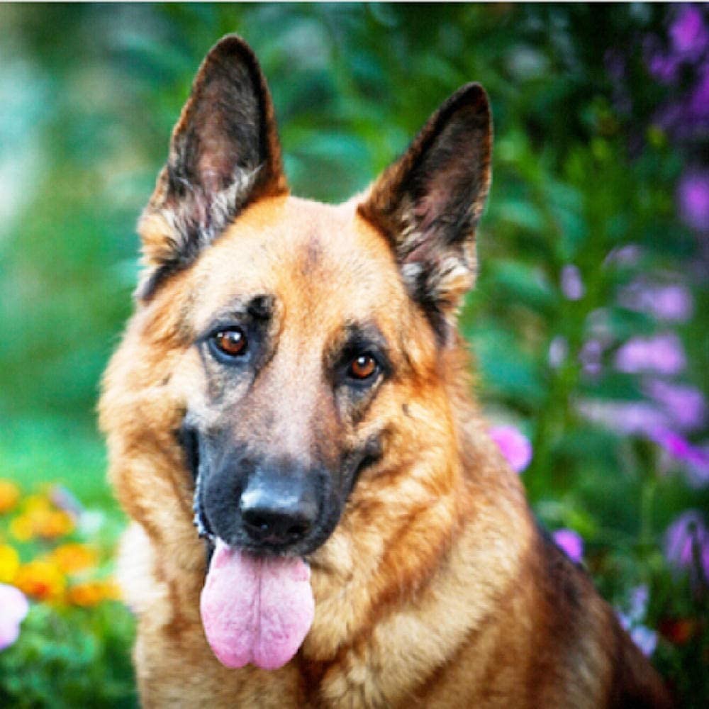 花草地上的大狼狗吐舌头犬动物钻石画