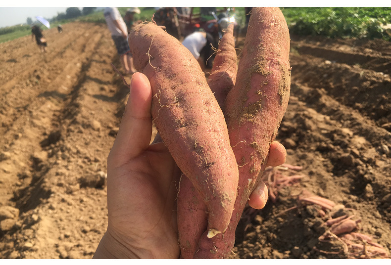 直播甄源陕西板栗红薯大荔精品红薯健康轻食红蜜薯新鲜地瓜产地直发一