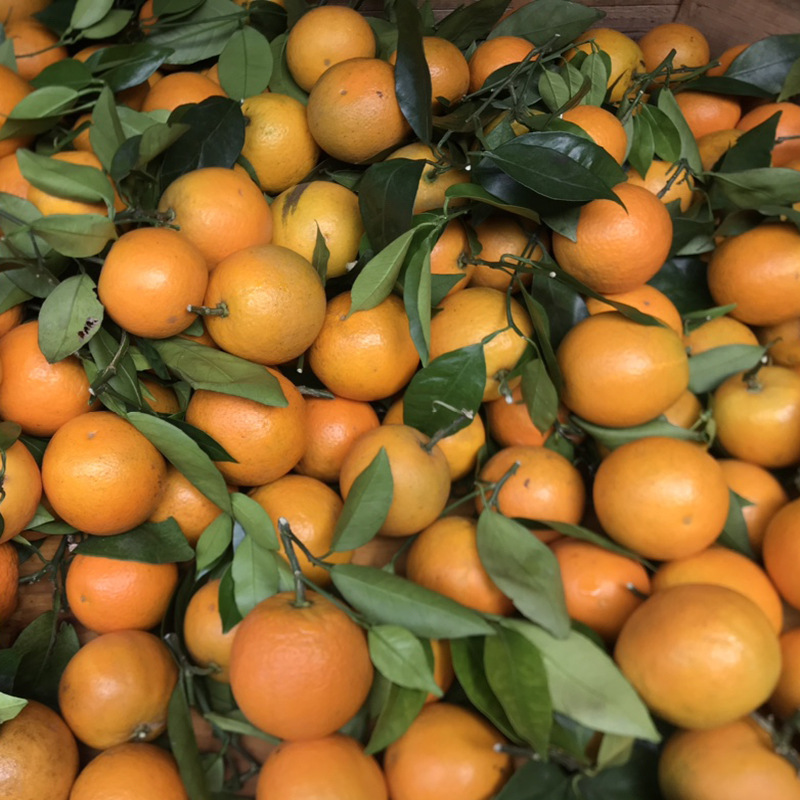 夏橙当季新鲜水果桂林夏橙广西水果香橙片原果现摘果酸甜可口