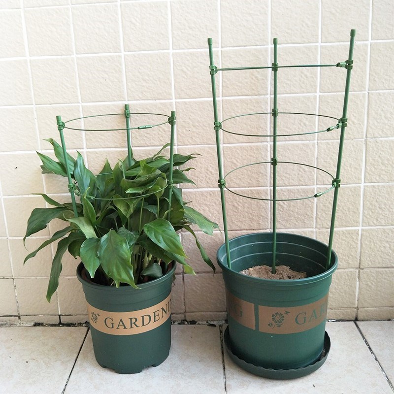 花盆里的支架植物爬架 花支架 攀爬爬藤植物固定器球兰花攀爬架