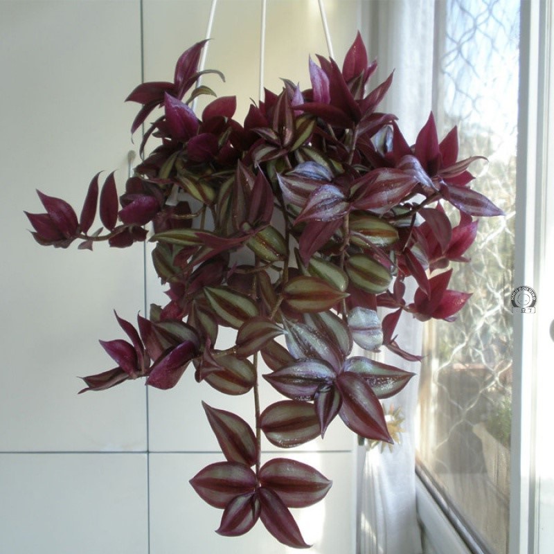 紫叶吊竹梅吊兰绿植物盆栽花卉垂吊室内外桌面客厅庭院小盆栽吊兰