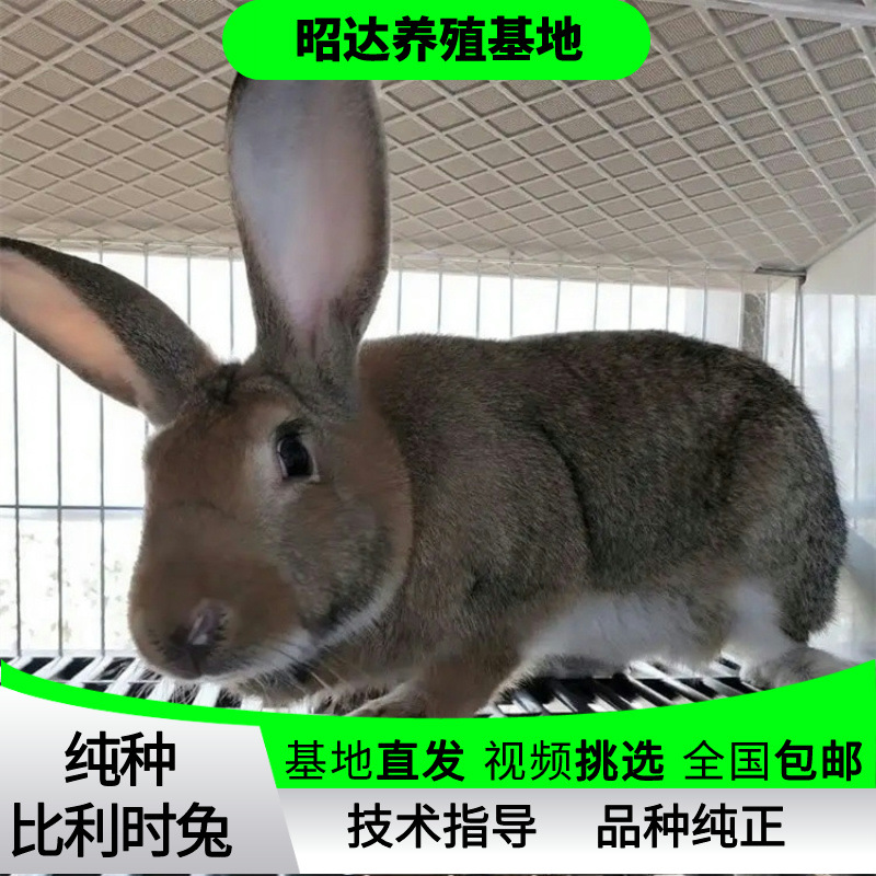 买一组送一只比利时肉兔杂交野兔价格种兔繁殖母兔散养肉兔养殖