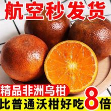 【稀有品种】正宗非洲乌柑爆甜多汁当季新鲜水果橘子桔子柑橘包邮