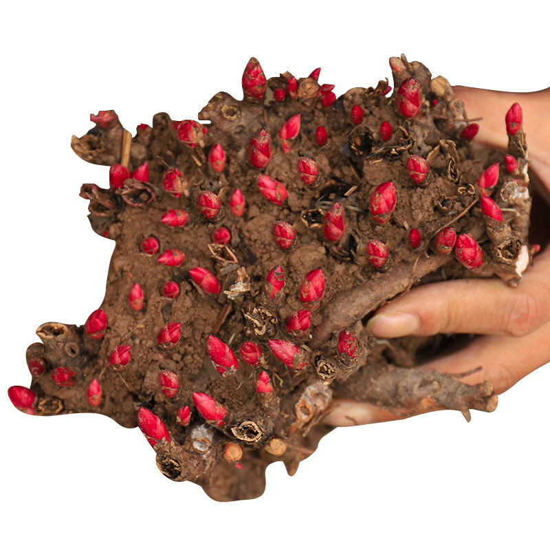 芍药根块多年生种球花卉盆栽地室内庭院观花植物牡丹花苗芍药花根