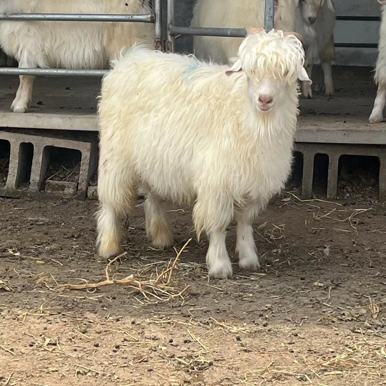 山东山羊小羊价格