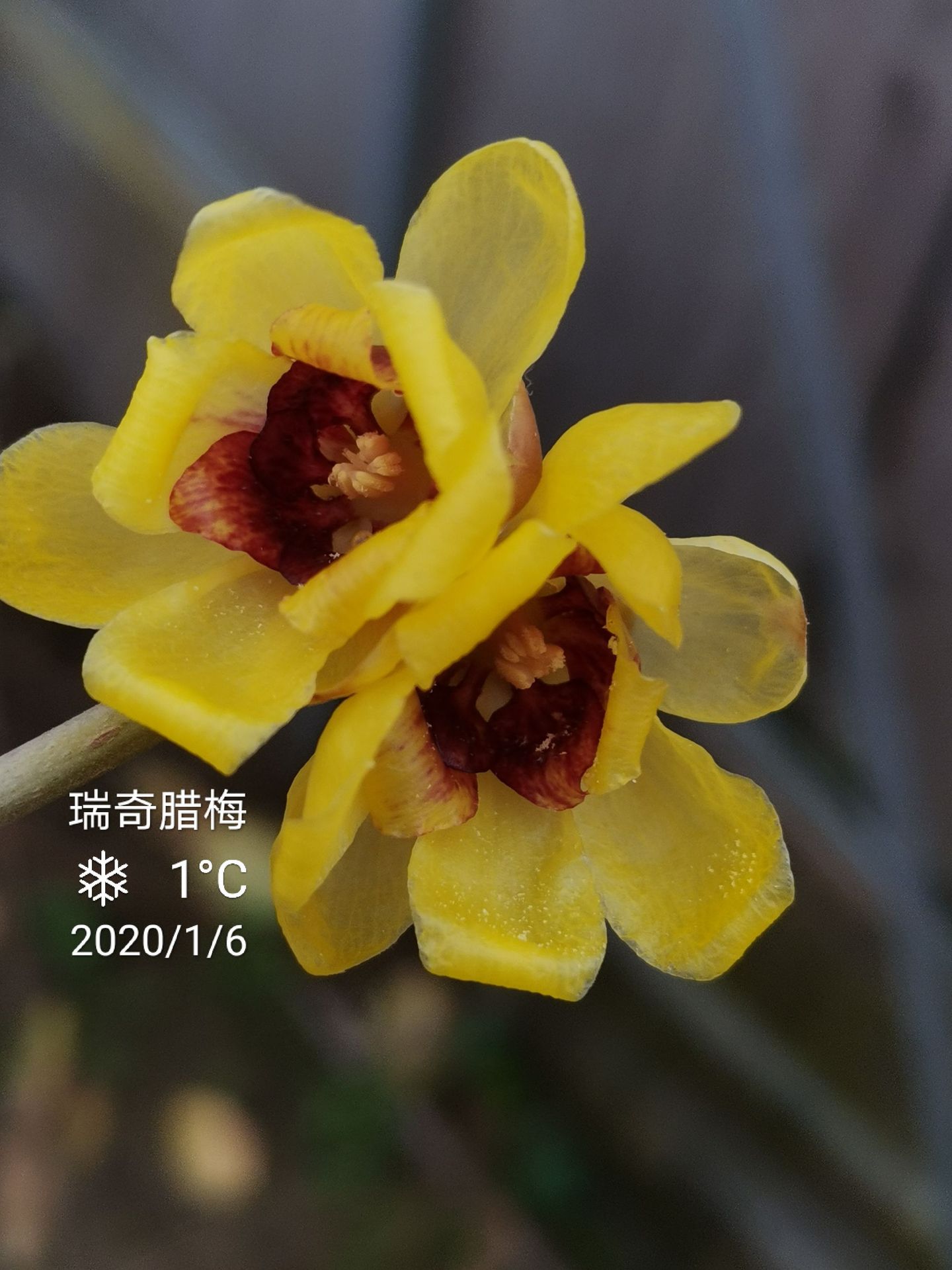 盆栽腊梅贵妃檀香蜡梅虎蹄蜡梅素心庭院阳台浓香型黄梅花耐寒批发