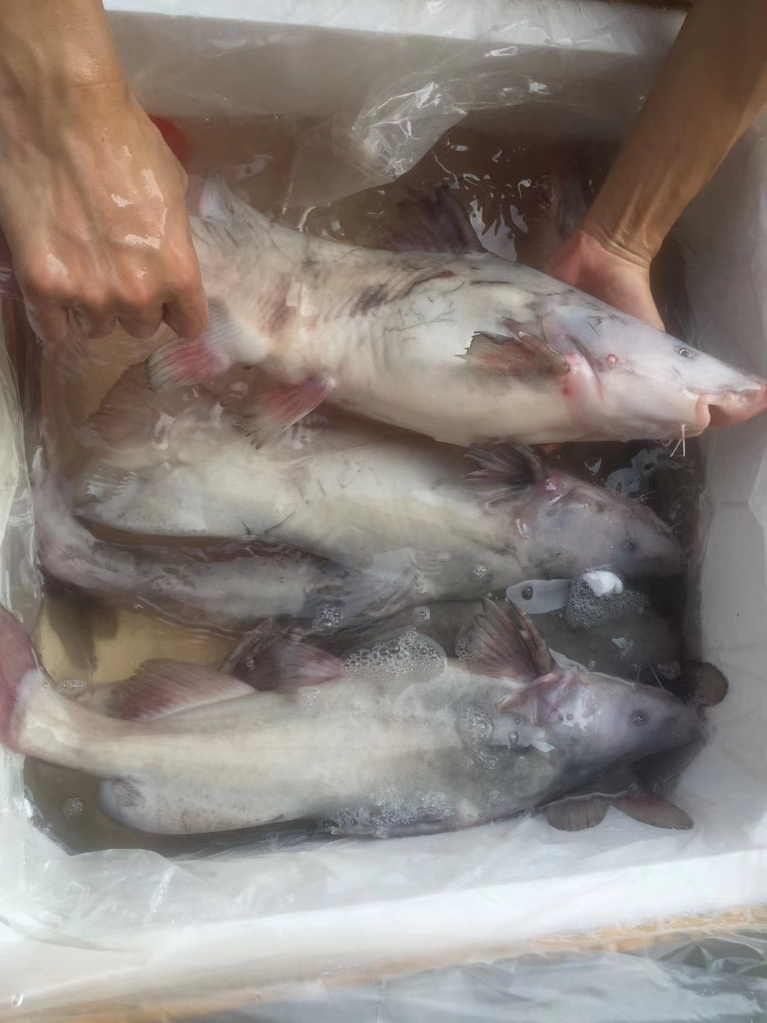 水产批发 鲜货黑鮰鱼 回鱼 鱼勾 肉鲜味美 江团胖头鱼美味鲜嫩