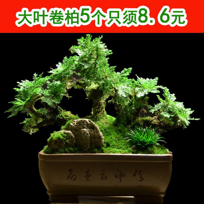 精品纯野生大叶小叶卷柏九死还魂草盆栽绿植假山造景四季常青植物