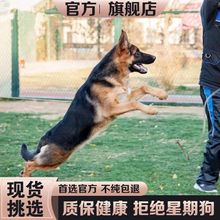 德牧幼犬纯种德国牧羊犬活体德牧宠物狗活体中型犬马犬幼犬纯种犬