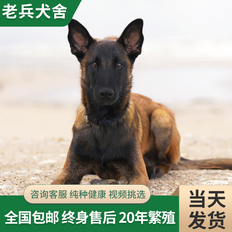 纯种马犬幼犬出售活体 比利时双血统科目马犬狗狗大型爆红工作犬
