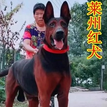 川东猎犬幼犬活体大型犬中型猛犬邻水狗狩猎犬家养狩猎犬活物狗